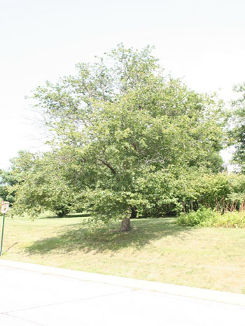 Summer '08 - Washington Hawthorn