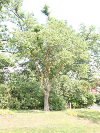 Summer '08 - Eastern Redbud