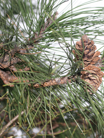 Fruit - Austrian Pine