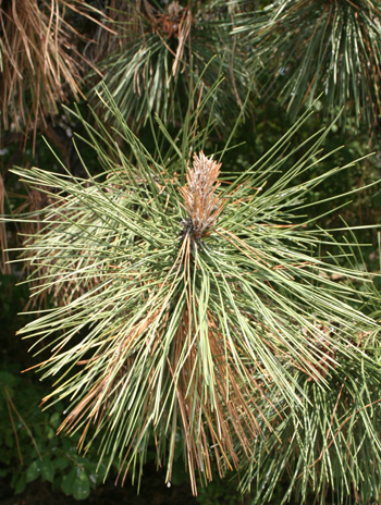 Leaf - Austrian Pine