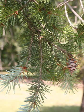 Leaf - Jack Pine