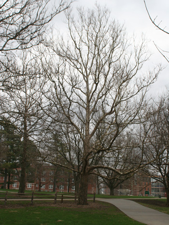 Spring - Sycamore