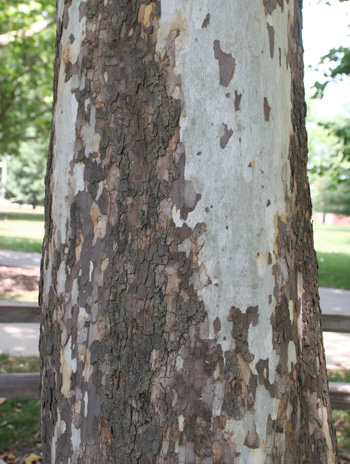 Bark - Sycamore