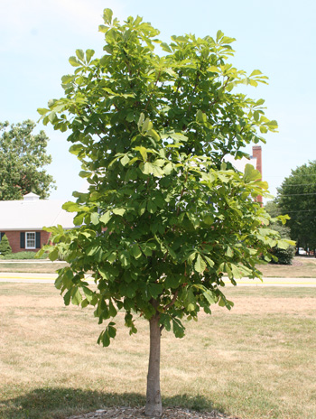 Summer - Horsechestnut