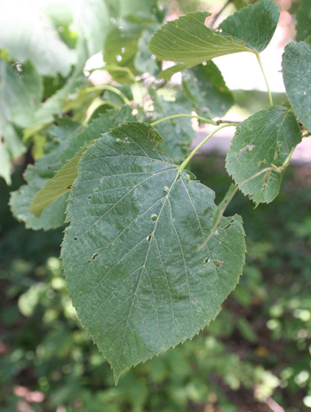 Leaf - American Linden