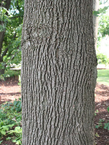 Summer '08 Bark - American Linden