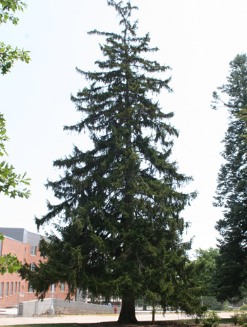 Summer - Norway Spruce