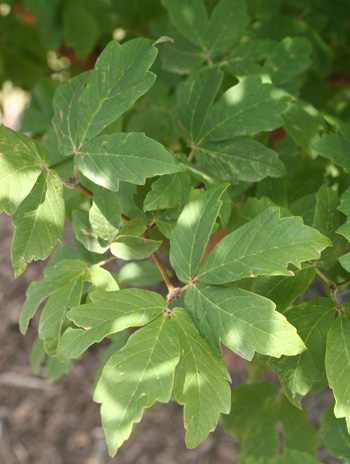 Leaf - Paperbark Maple