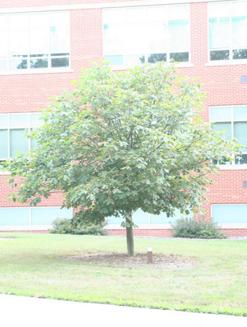 Summer '08 - Red Horsechestnut