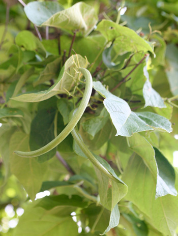 Fruit - Northern Catalpa