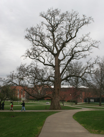 Spring - Northern Catalpa