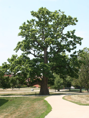 Summer - Northern Catalpa