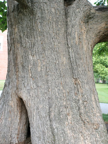 Summer '08 Bark - Northern Catalpa