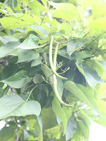 Summer '08 Fruit - Northern Catalpa