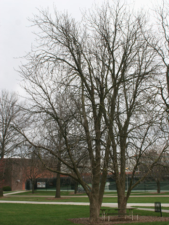 Spring - Ohio Buckeye