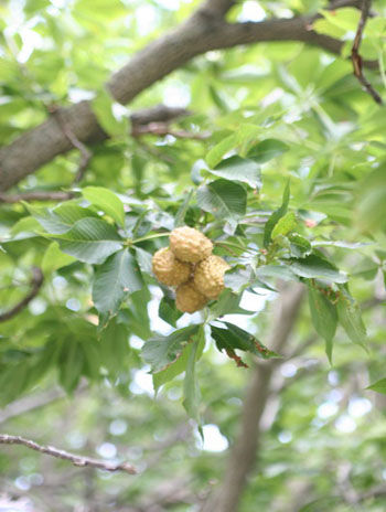 Summer '08 Fruit - Ohio Buckeye