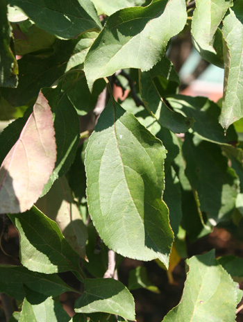 Leaf - Flowering Crabapple