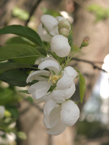 Flower - Flowering Crabapple