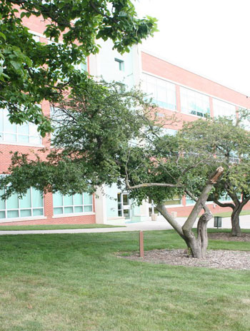 Summer '08 - Flowering Crabapple