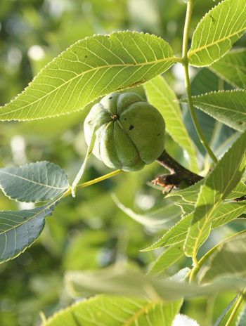 Fruit - Shagbark Hickory