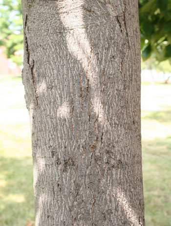 Summer '08 Bark - Shagbark Hickory