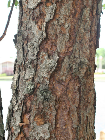 Bark - River Birch