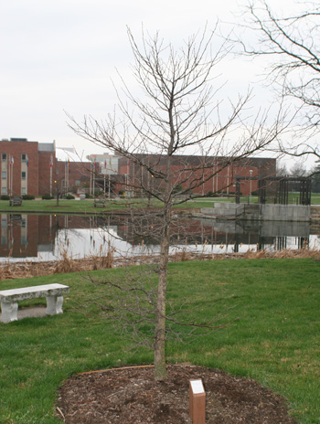 Spring - Blackgum