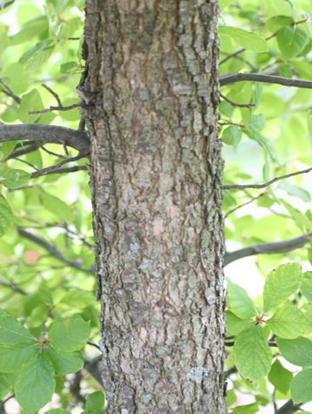 Summer '08 Bark - Blackgum