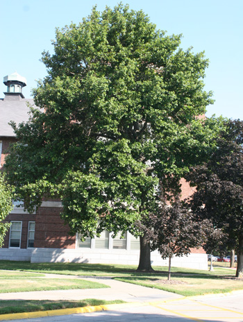 Summer - Swamp White Oak