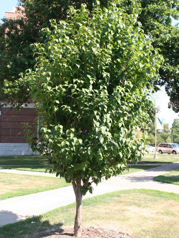 Summer - Japanese Tree Lilac