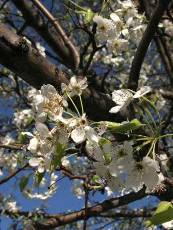 Flower - Bradford Pear