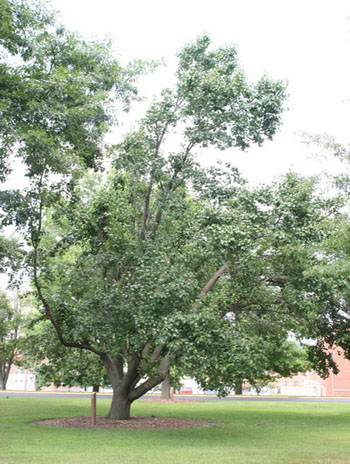 Summer '08 - Bradford Pear