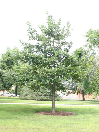 Summer '08 - Common Alder