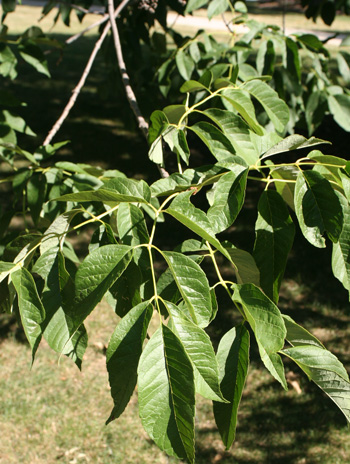 Leaf - White Ash