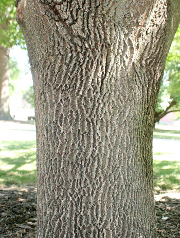 Bark - White Ash