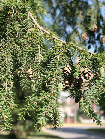 Leaf - Canadian Hemlock