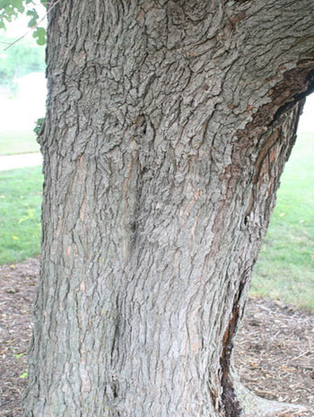 Summer '08 Bark - Red Mulberry