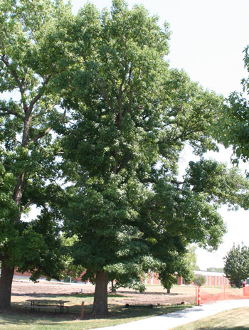 Summer - American Sweetgum