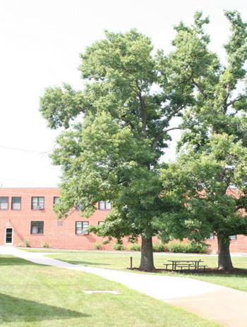 Summer '08 - American Sweetgum