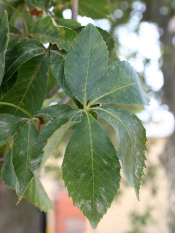 Leaf - Yellow Buckeye