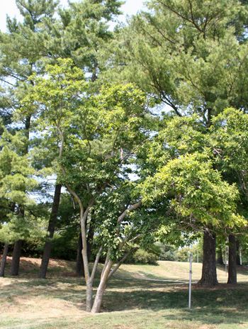 Summer - Saucer Magnolia