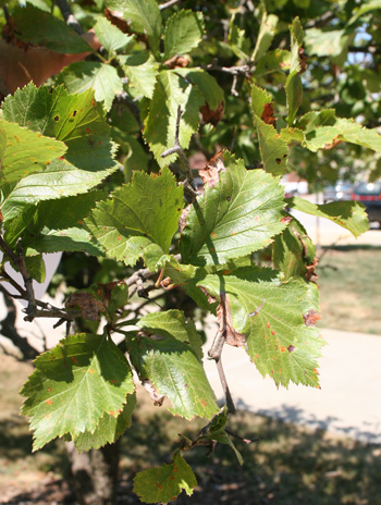 Leaf - Downy Hawthorn