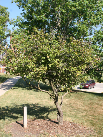 Summer - Downy Hawthorn