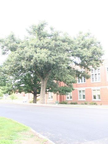 Summer '08 - Bur Oak