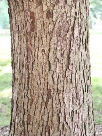 Summer '08 Bark - Bur Oak