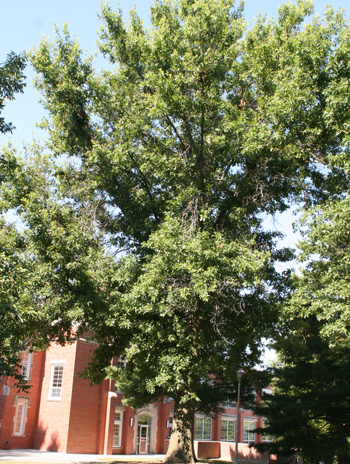 Summer - Pin Oak