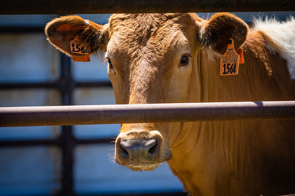 Guernsey cattle at the farm