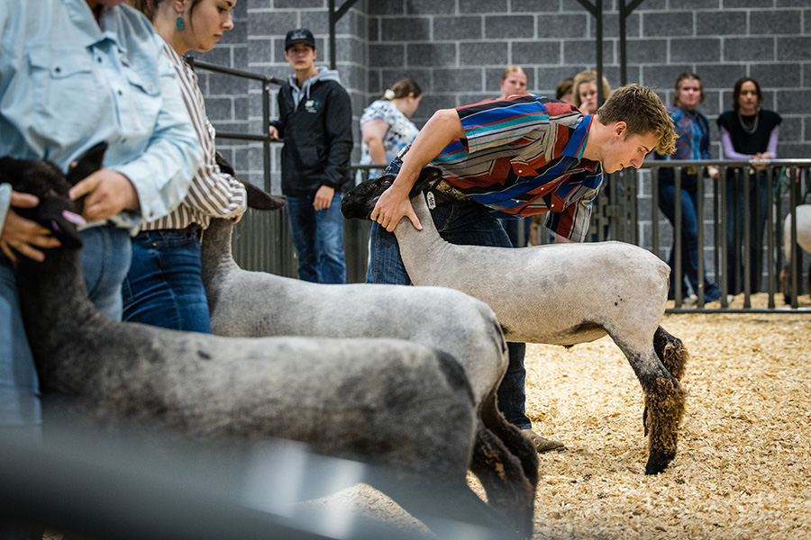 After weeks of training and preparation, students exhibited sheep and other animals at the livestock show. (Photo by Todd Weddle/Northwest Missouri State University)