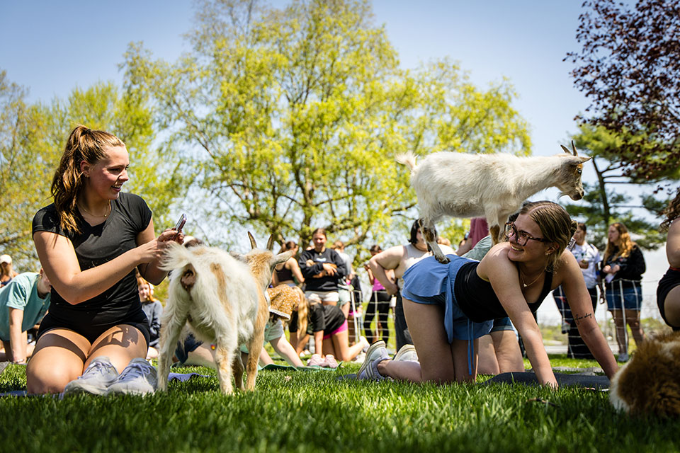 Photo gallery: Goat Yoga