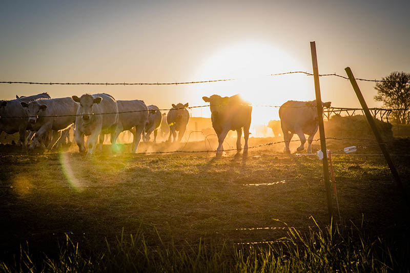 Northwest Collegiate Cattleman’s Association 